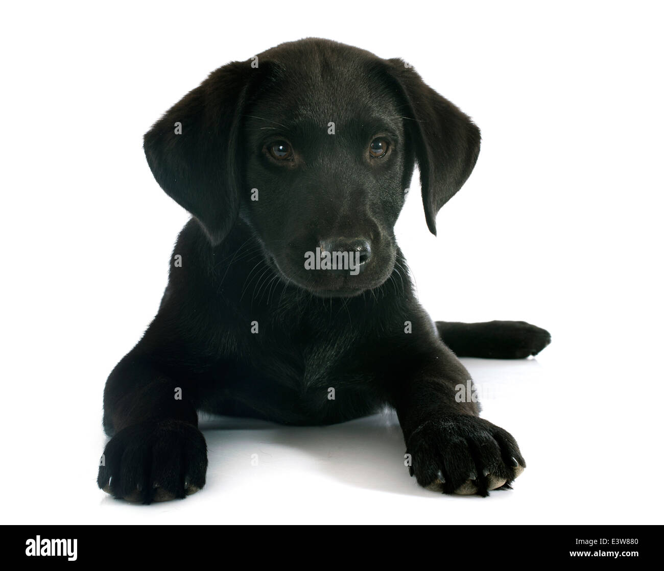 Pure race chiot labrador retriever in front of white background Banque D'Images Pure race chiot labrador retriever in front of white background Banque D'Images