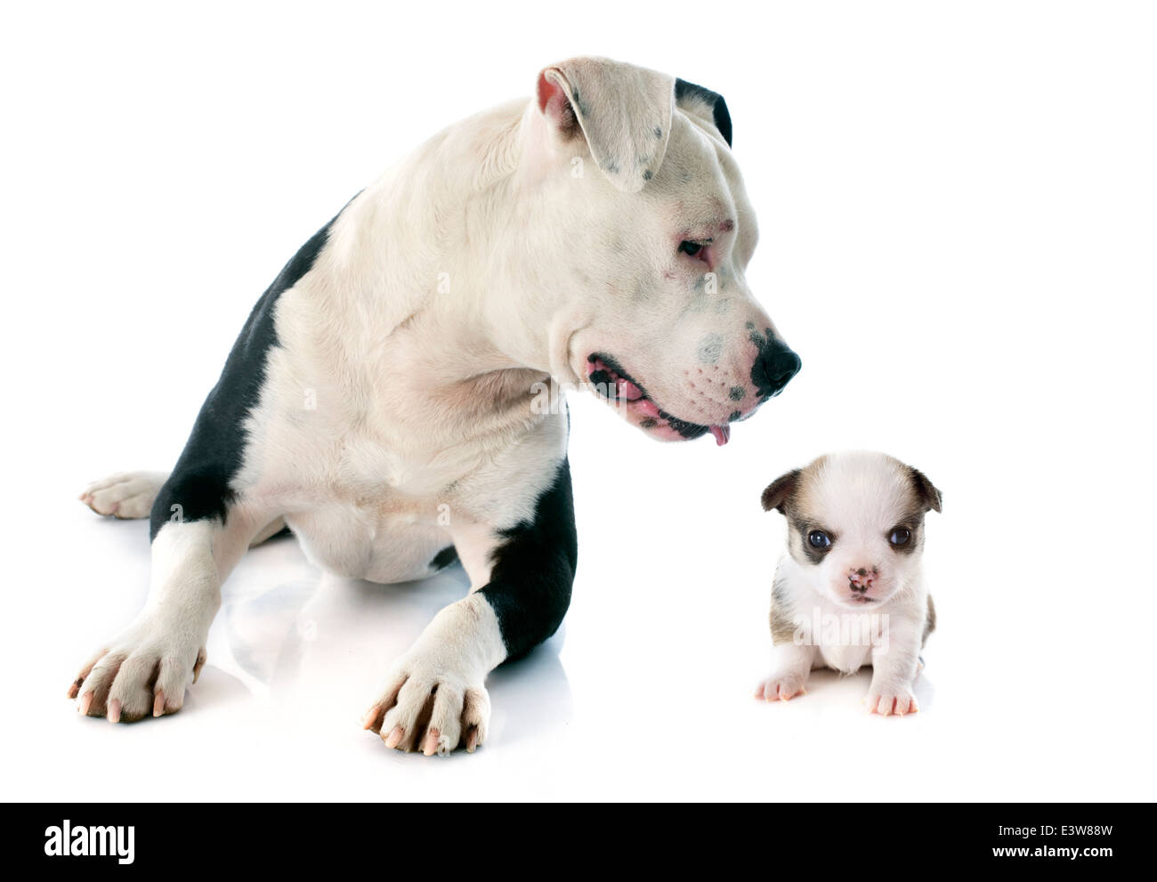 American Staffordshire terrier pure race et chiot chihuahua in front of white background Banque D'Images
