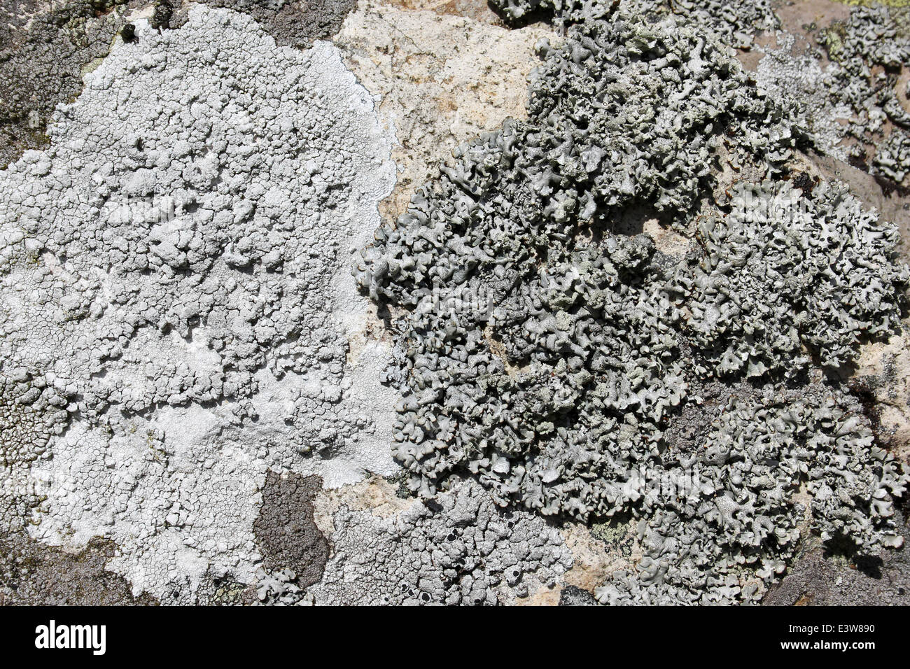 Lichen blanc et gris sur les rochers de plus en plus, au Pays de Galles Banque D'Images
