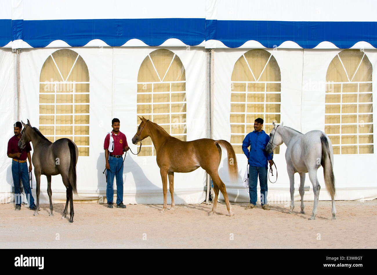 Qatar, Doha, un spectacle équestre avec des chevaux de race arabe Banque D'Images