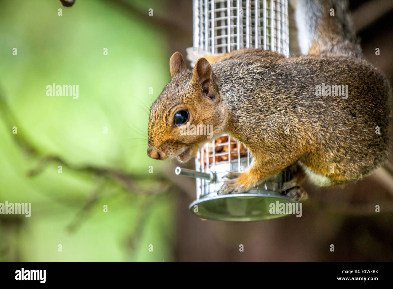 L'Écureuil gris de l'écrou sur le fil d'alimentation des oiseaux. Banque D'Images