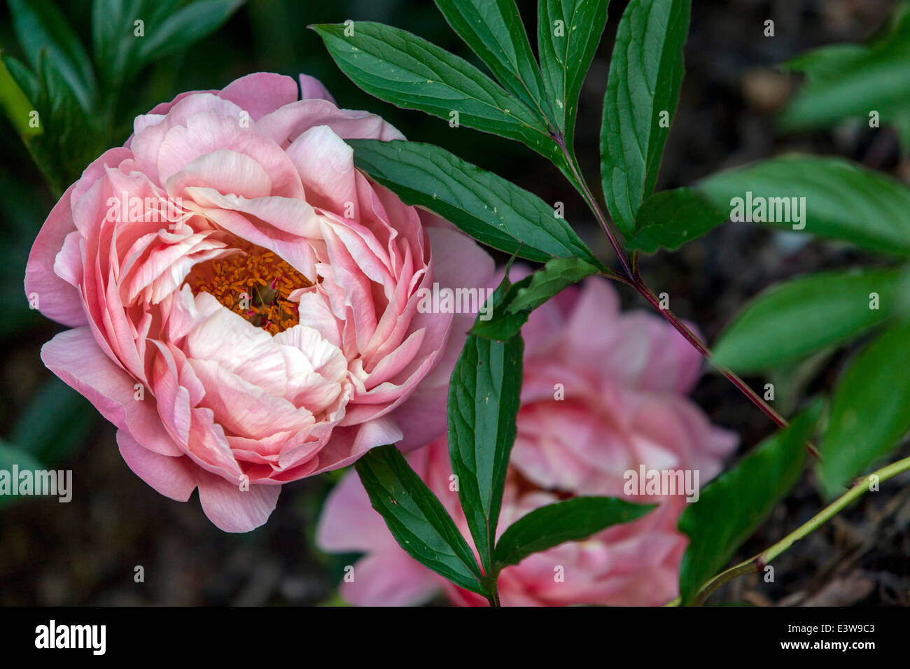 Les pivoines rose clair sont vivaces, semi-arbustes et arbustes avec des feuilles alternées, pennées ou profondément divisées Banque D'Images