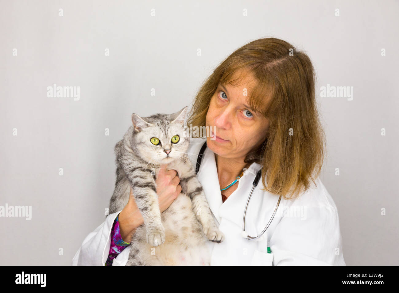 Vétérinaire montrant un chat femelle Banque D'Images