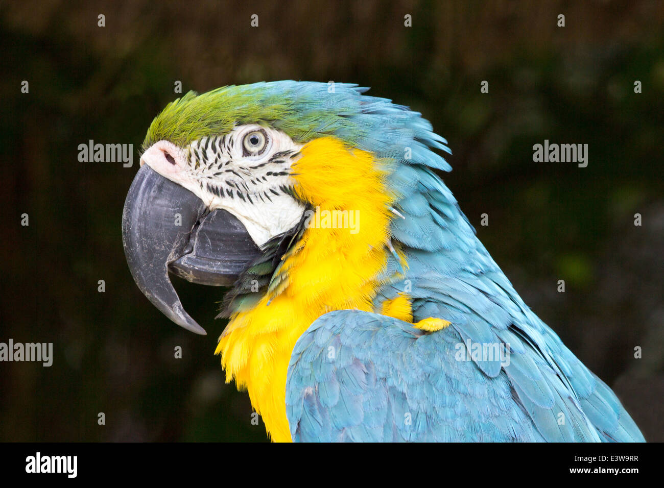 Close up of- bleu et jaune ara ararauna ara Banque D'Images