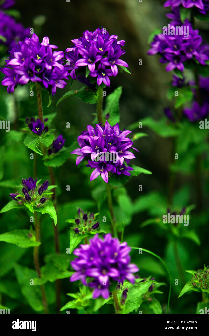 Campanula glomerata, connu par les noms communs regroupés bellflower ou Dane's blood Banque D'Images