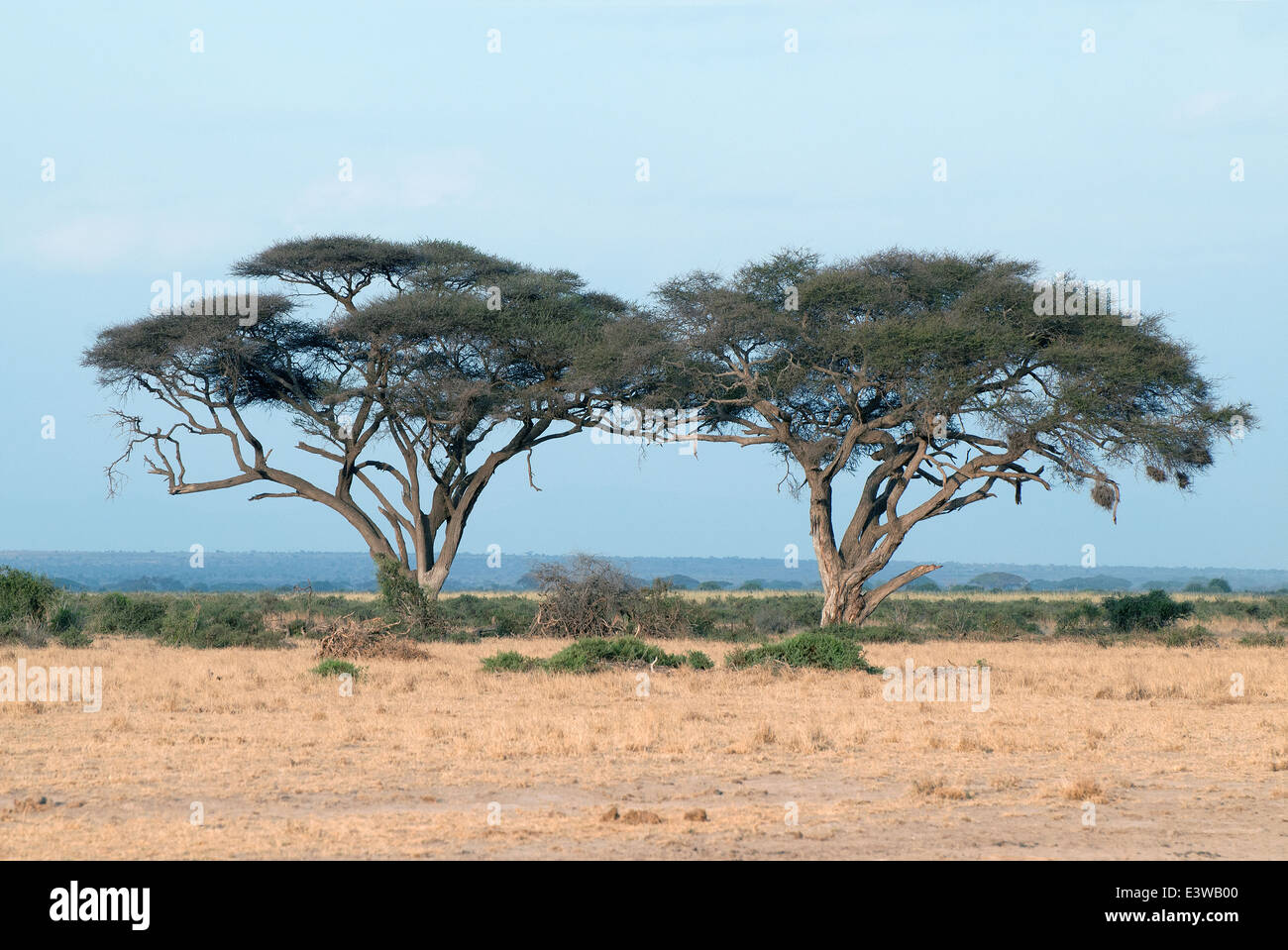 Deux arbres Acacia tortilis ou parapluie Thorn avec des signes de dommages causés par les éléphants dans le Parc national Amboseli au Kenya Banque D'Images