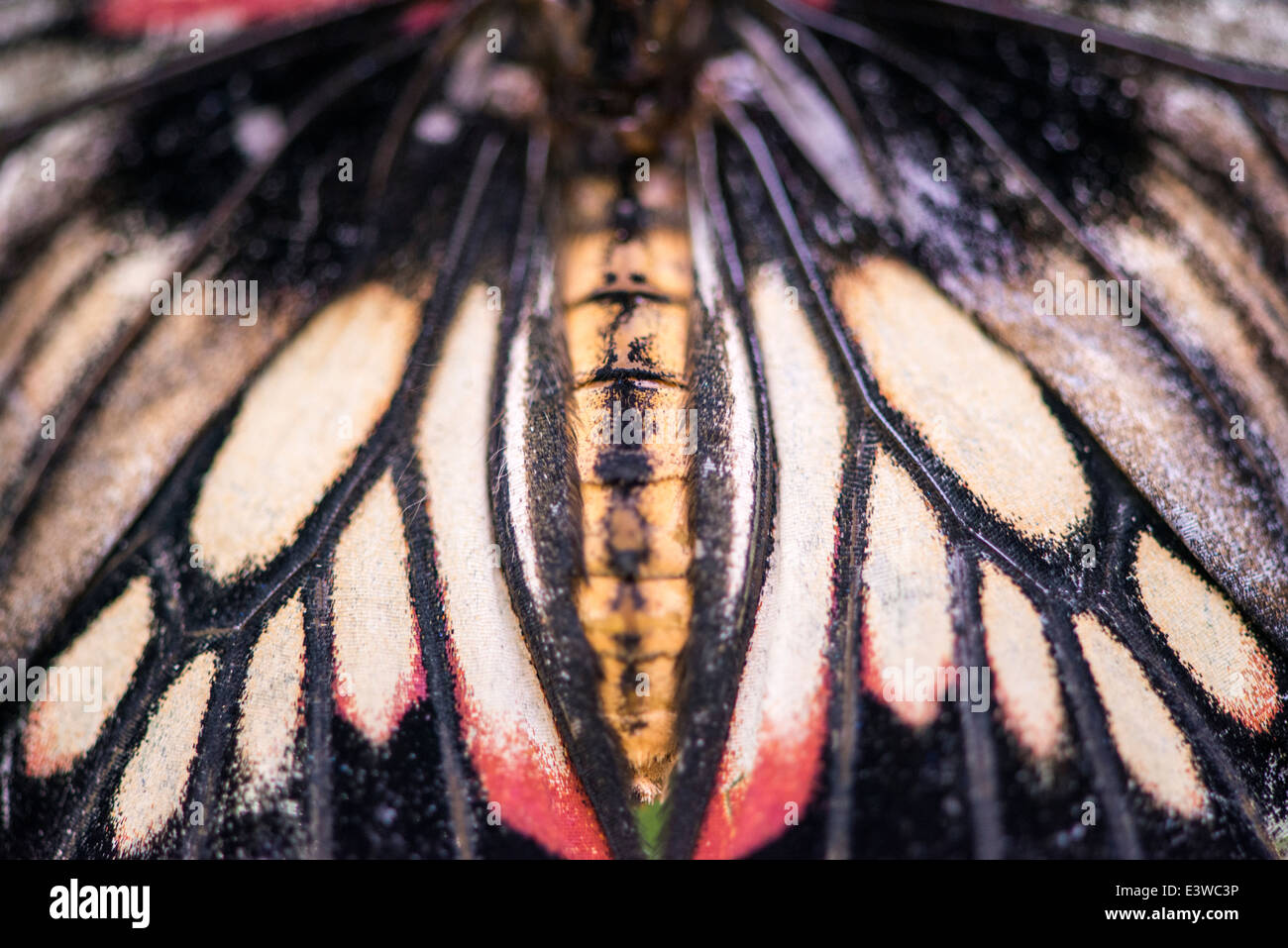 Papillon, dans le Zoo de Londres Banque D'Images