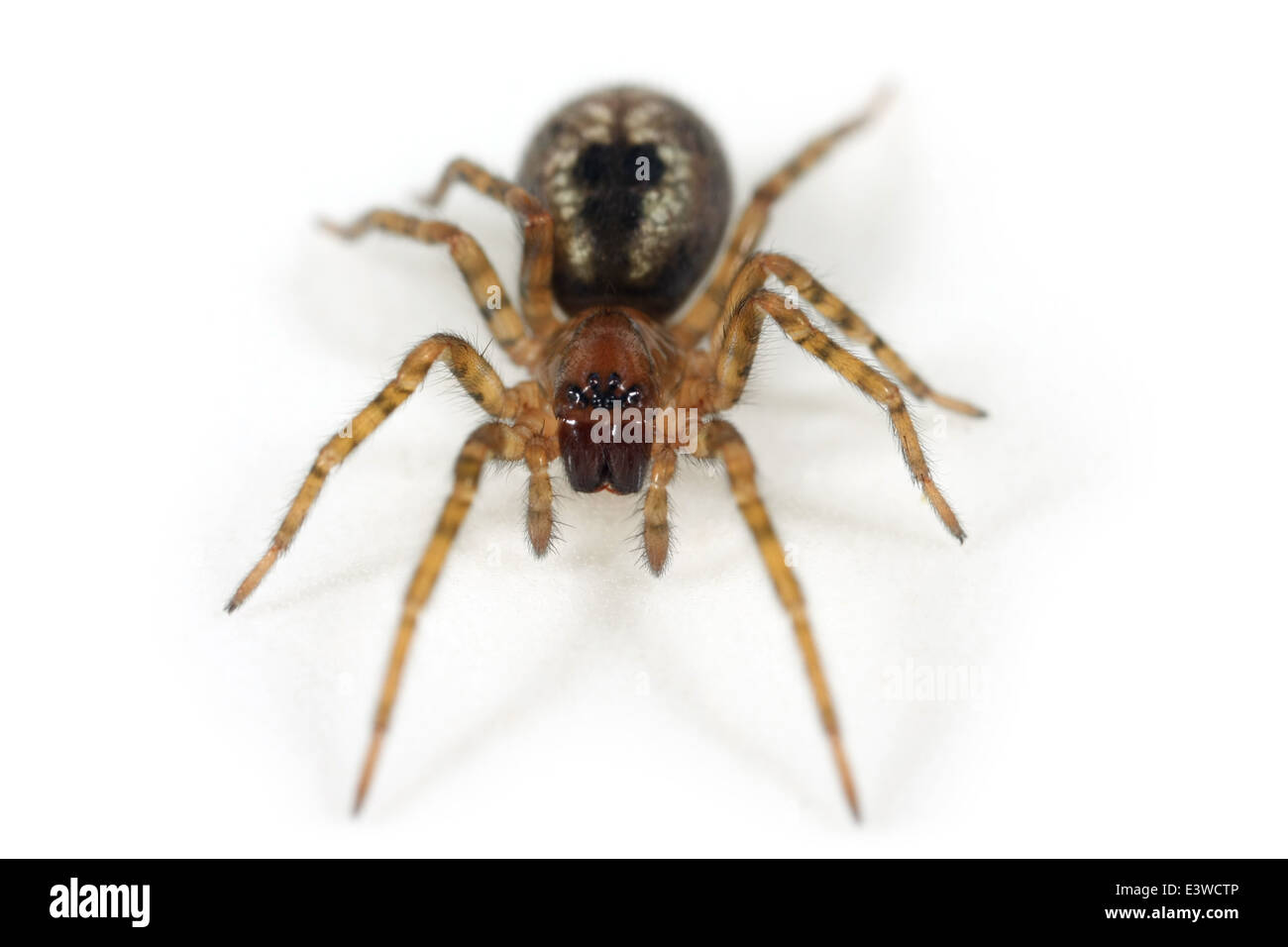 Dentelle Fenêtre-Weaver (Amaurobius fenestralis) spider, partie de la famille Amaurobiidae - Tangled nest les araignées. Banque D'Images