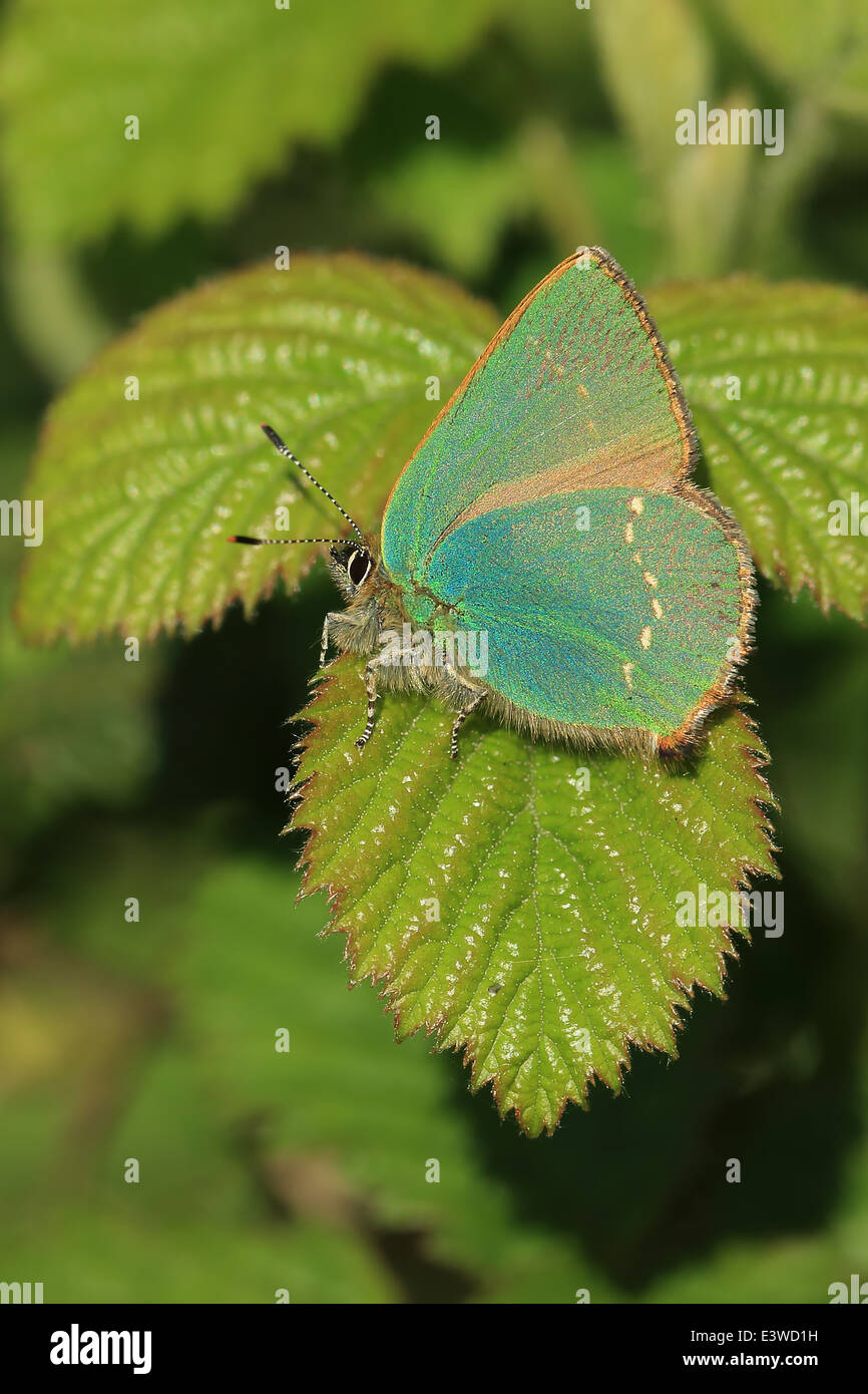 Porte-queue vert (Callophrys rubi) Banque D'Images