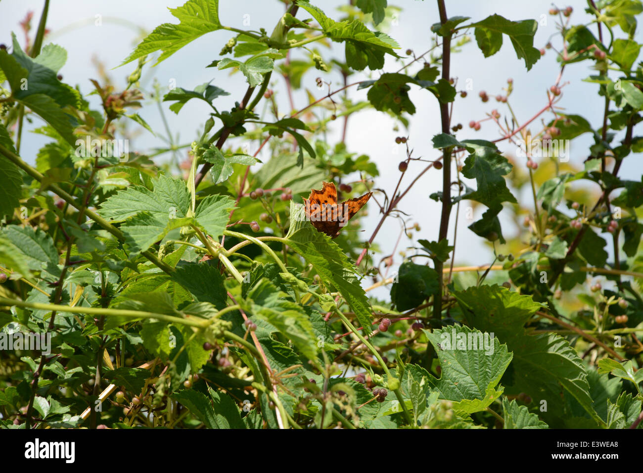 Comma butterfly repose sur une feuille dans une haie de végétation Banque D'Images