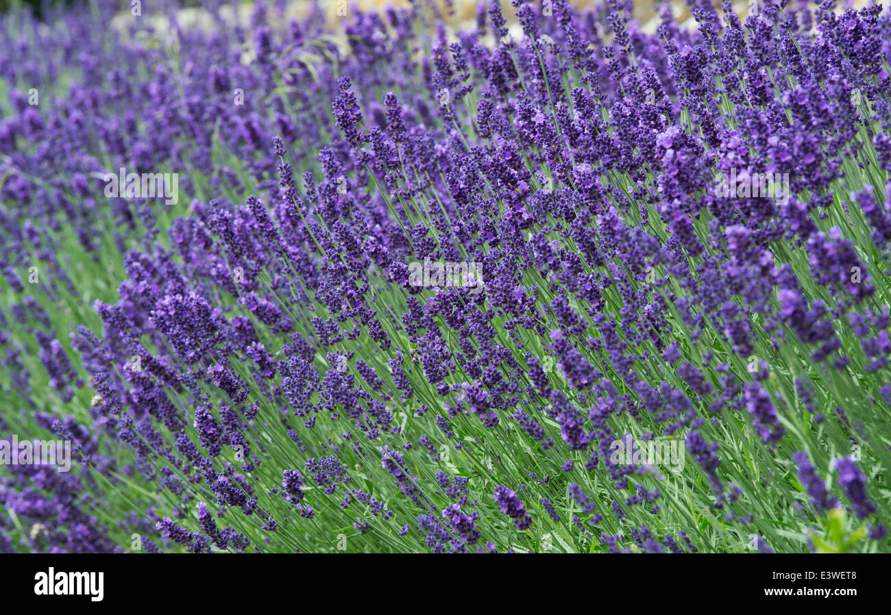 Graines De Lavande Vraie Hidcote - Lavandula Angustifolia - 100 Graines Pour Jardin, Balcon Ou Potée (aromatique, Compacte, Floraison Violette)