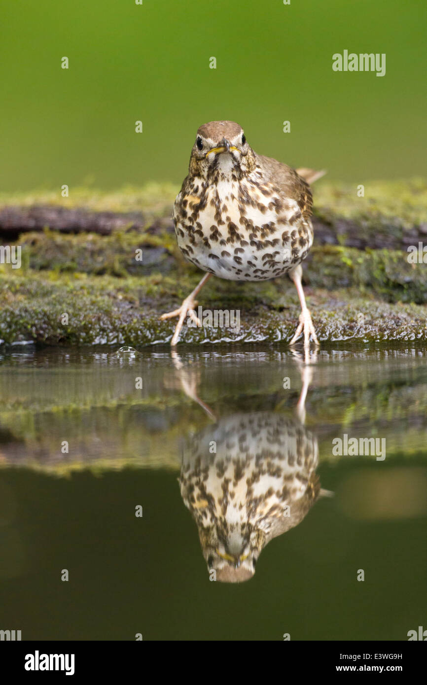 Grive musicienne (Turdus philomelos) piscine baignade à adultes, de la Hongrie, de l'Europe avec la réflexion Banque D'Images