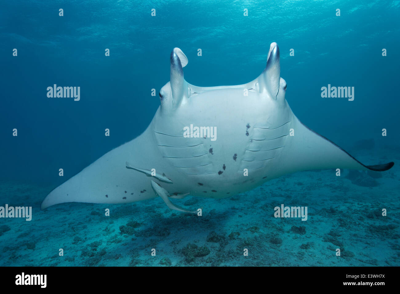 Manta Reef (Manta alfredi) et vivre (Sharksuckers Echeneis naucrates), Bora Bora, Iles sous le Vent, îles de la société Banque D'Images