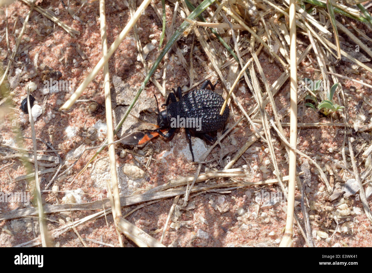 Darkling alimentation du dendroctone sur un terrain bug (Spilostethus pandurus) Namibie Banque D'Images