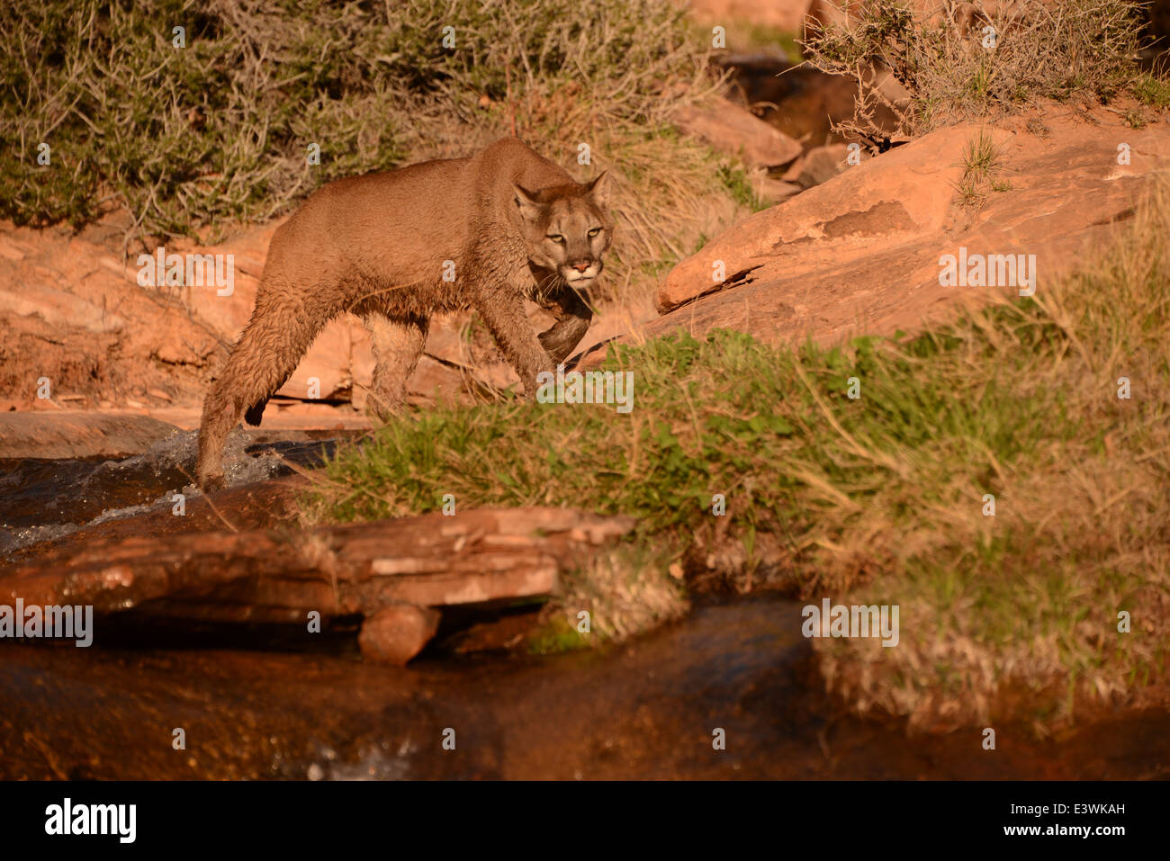 Mountain lion marche près de l'eau Banque D'Images