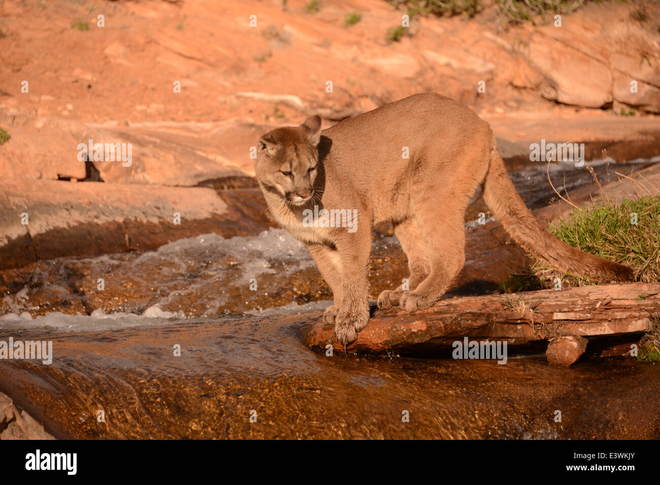 Mountain lion debout en cascade Banque D'Images
