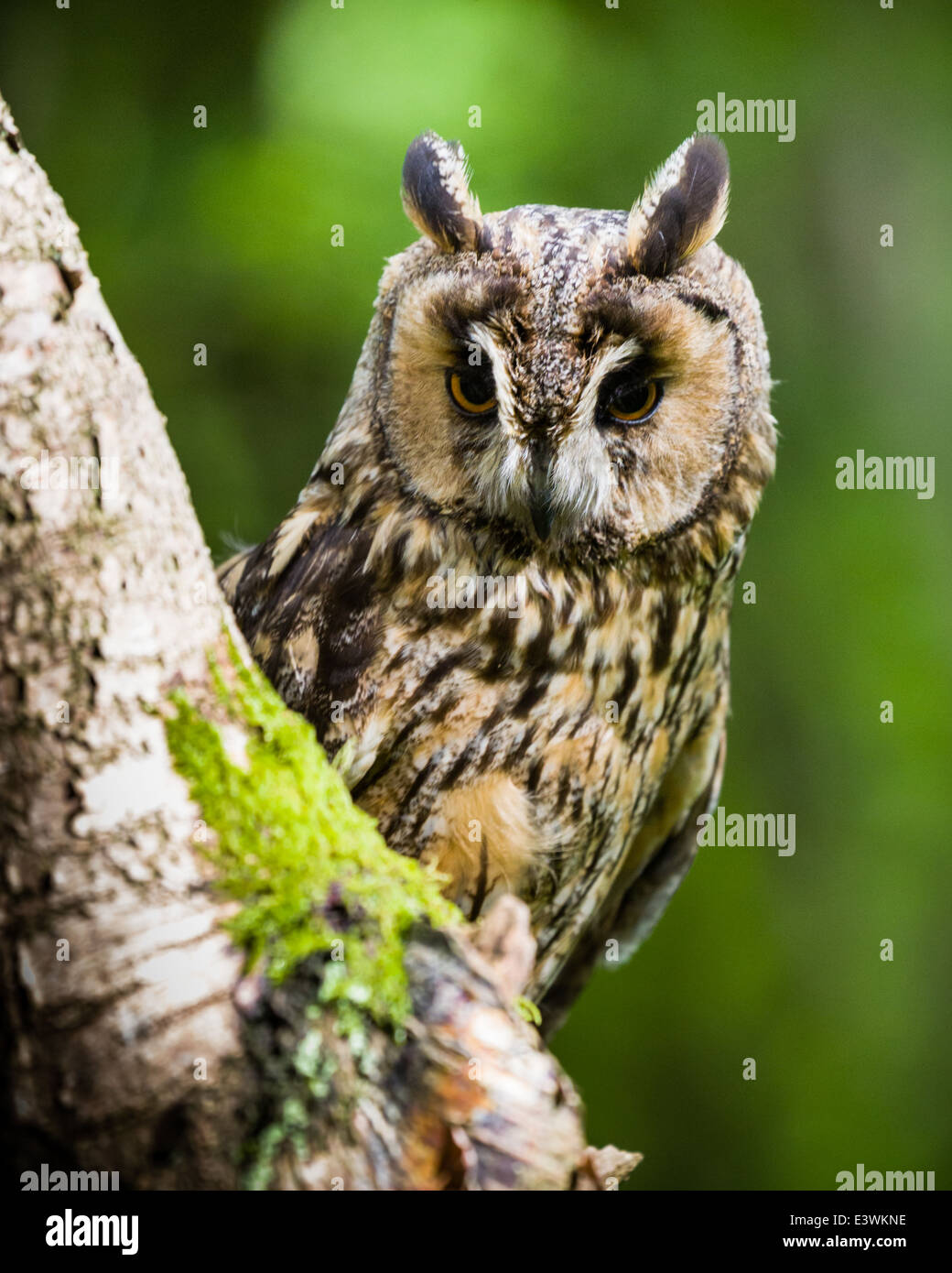 Le hibou moyen-duc alerté par l'obturateur de l'appareil photo Banque D'Images