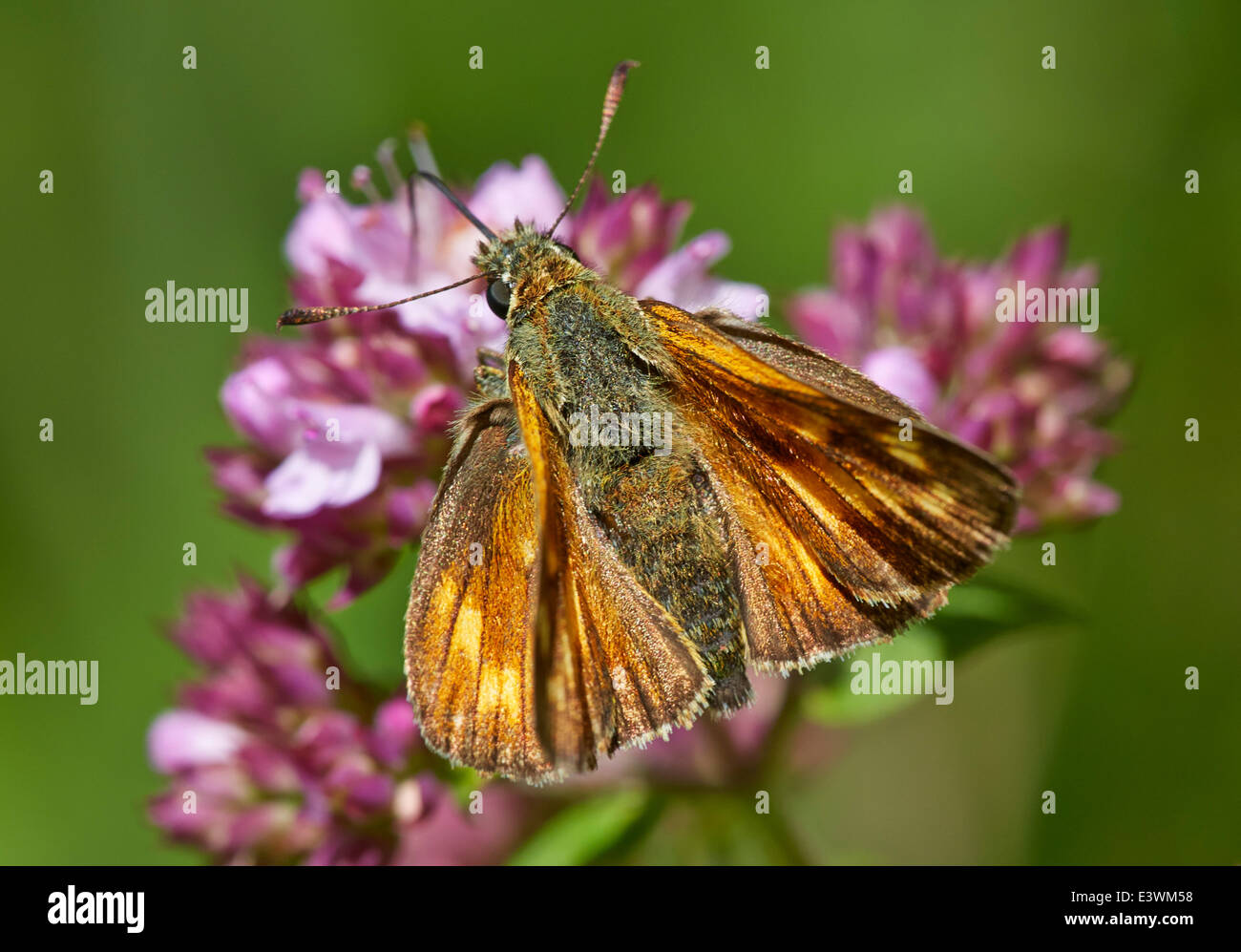 Grand Patron d'alimentation papillon sur le trèfle rouge. Parc Norbury, Mickleham, Surrey, Angleterre. Banque D'Images