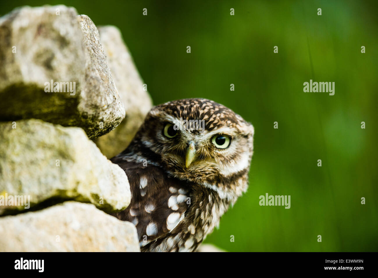 Petit Hibou alerté par l'obturateur de l'appareil photo Banque D'Images