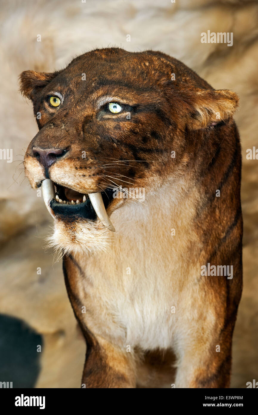 Smilodon, éteint tigre à dents de chat à Préhisto Parc, parc à thème sur la vie préhistorique à Tursac, Dordogne, Aquitaine, France Banque D'Images