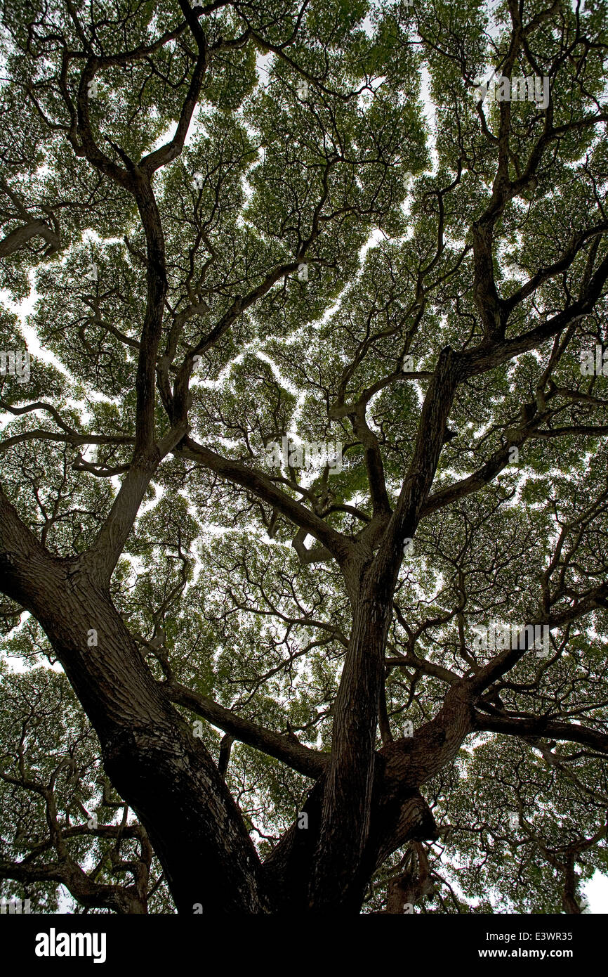 USA, Hawaii, Molokai. Un Samanea saman tree (Mimosaceae) monkeypod AKA