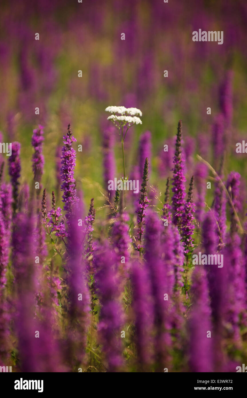 Queen Anne's Lace purple et conflits lâche flux dans un champ près de Bick, Gaspé, Québec, Canada. Banque D'Images