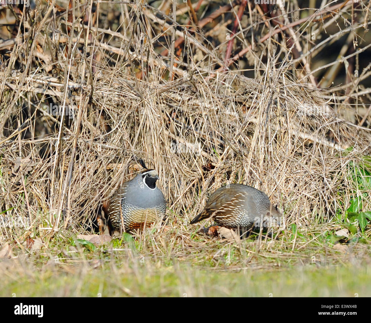 La caille de Californie, un petit oiseau vivant au sol, se trouve dans la vallée de la Willamette. Ils sont reconnus pour leur topknot distinctif et appel. Leurs populations ont été touchées par la perte d’habitat, mais les efforts de conservation se poursuivent pour les protéger. Banque D'Images