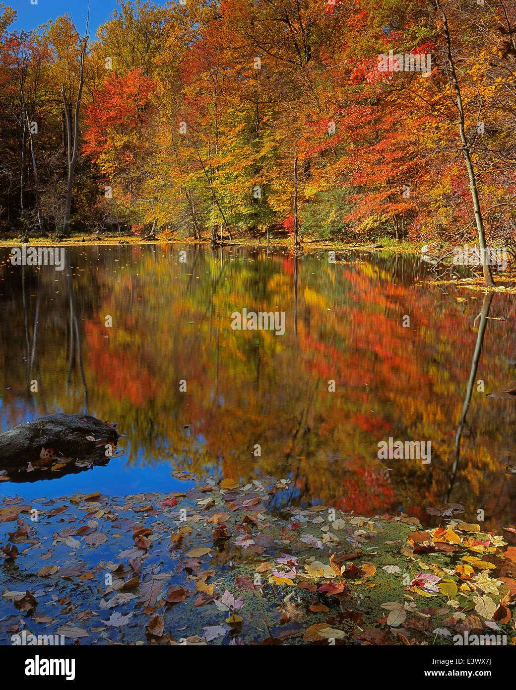 USA, New York, des montagnes Adirondack, automne étang, Putnam Comté Banque D'Images