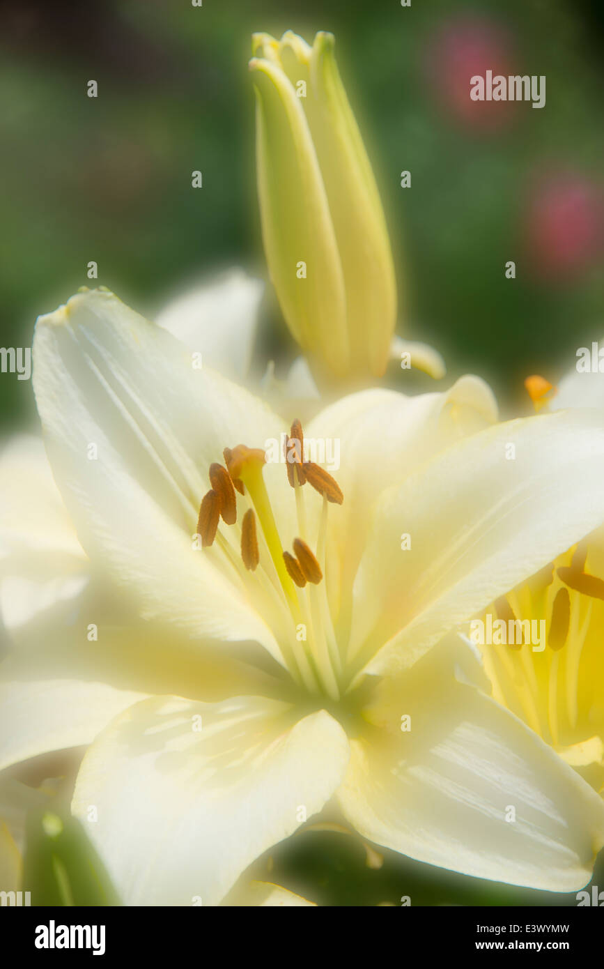 Rêve doux crème blanche tiger lilies Banque D'Images
