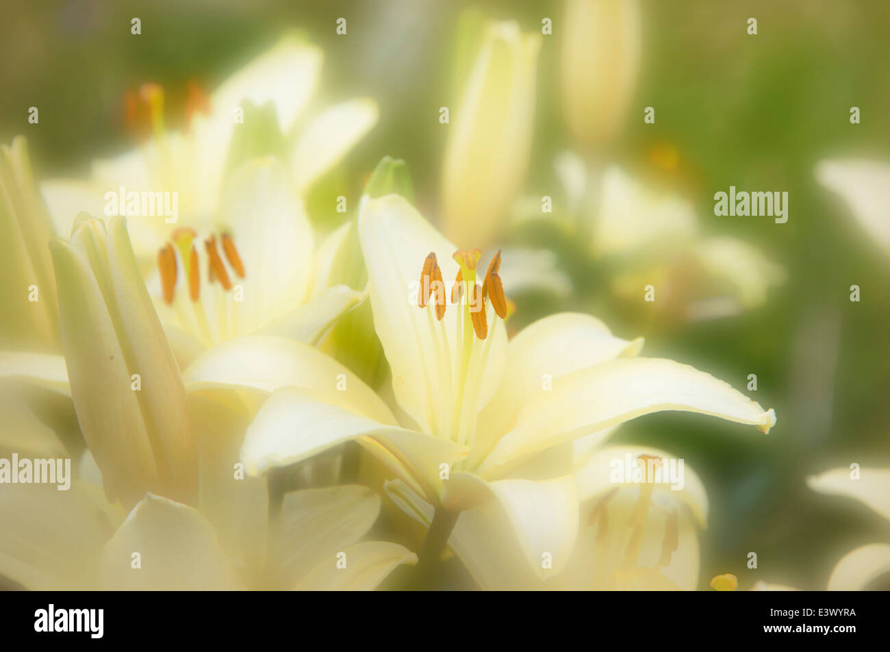 Rêve doux crème blanche tiger lilies Banque D'Images