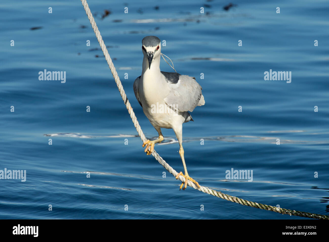 Bihoreau gris Nycticorax nycticorax, Monterey, Californie, l'océan Pacifique. Banque D'Images