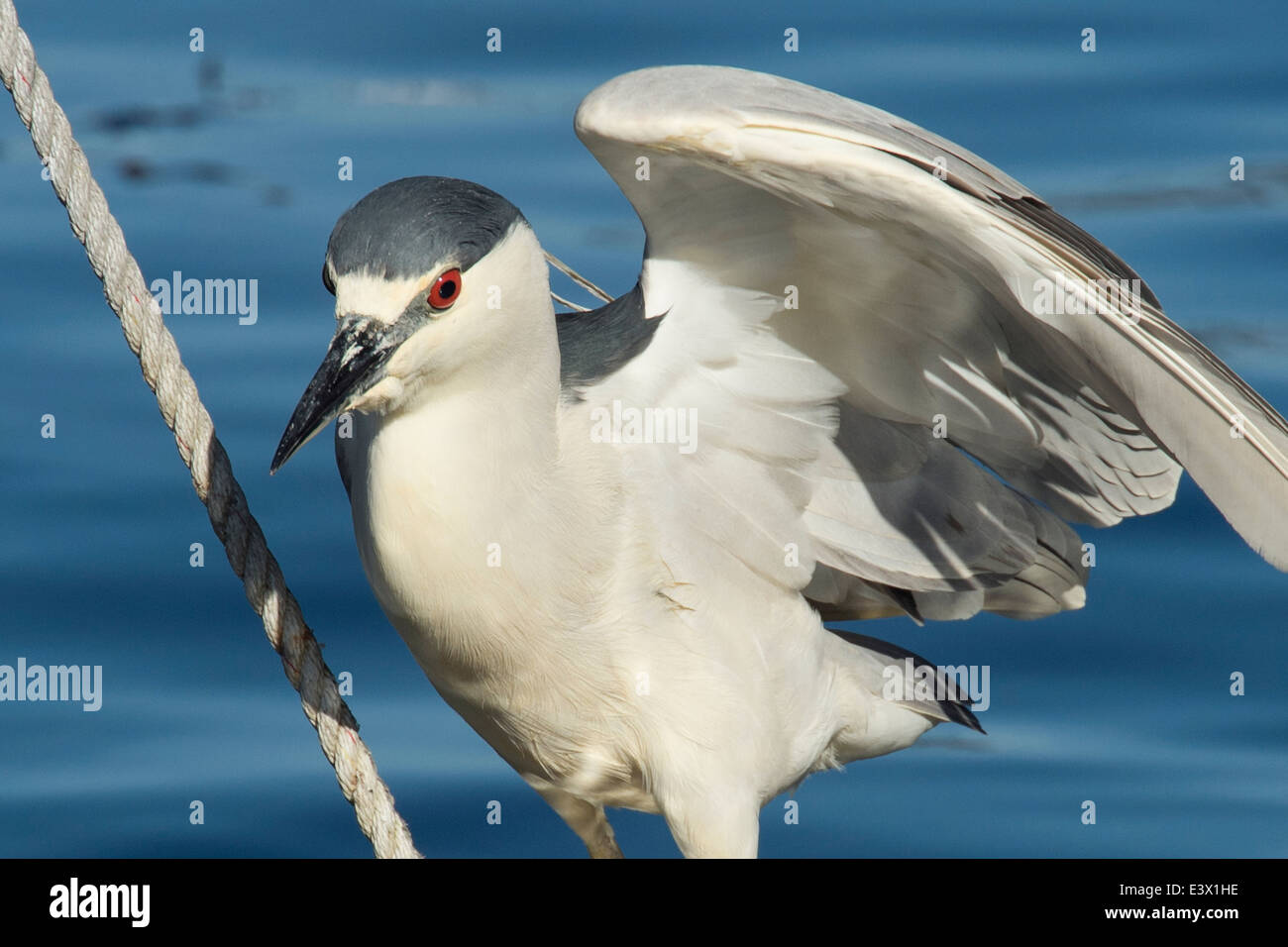 Bihoreau gris Nycticorax nycticorax, Monterey, Californie, l'océan Pacifique. Banque D'Images