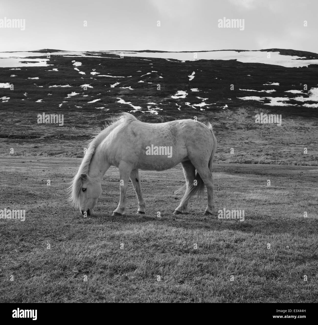 Portrait de cheval islandais en noir et blanc Banque D'Images