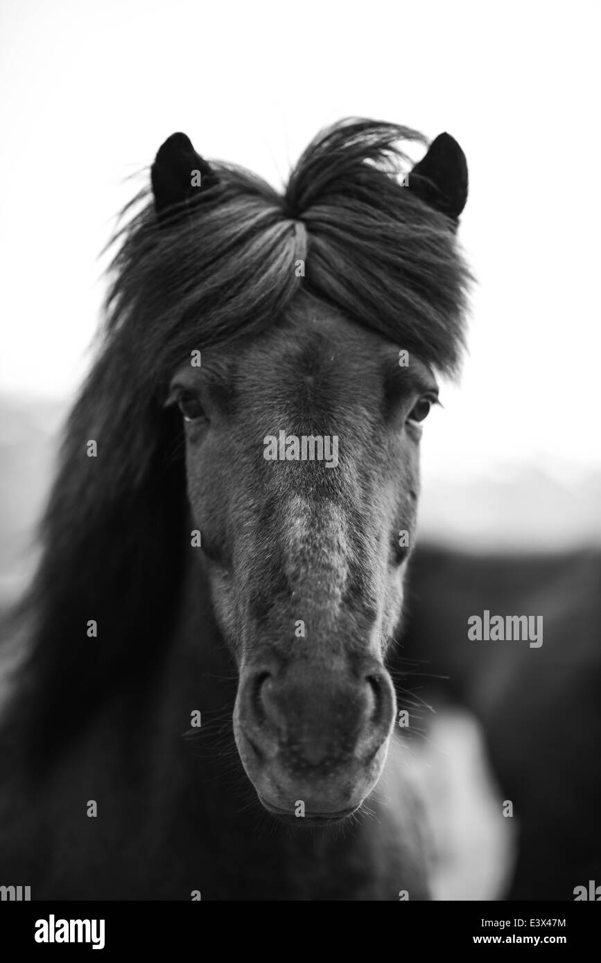 Portrait de cheval islandais en noir et blanc Banque D'Images