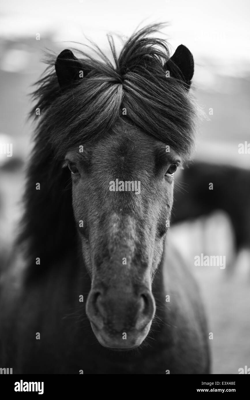 Portrait de cheval islandais en noir et blanc Banque D'Images