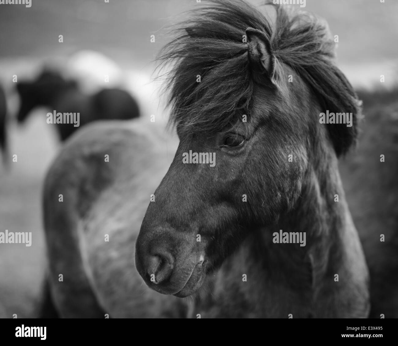 Portrait de cheval islandais en noir et blanc Banque D'Images