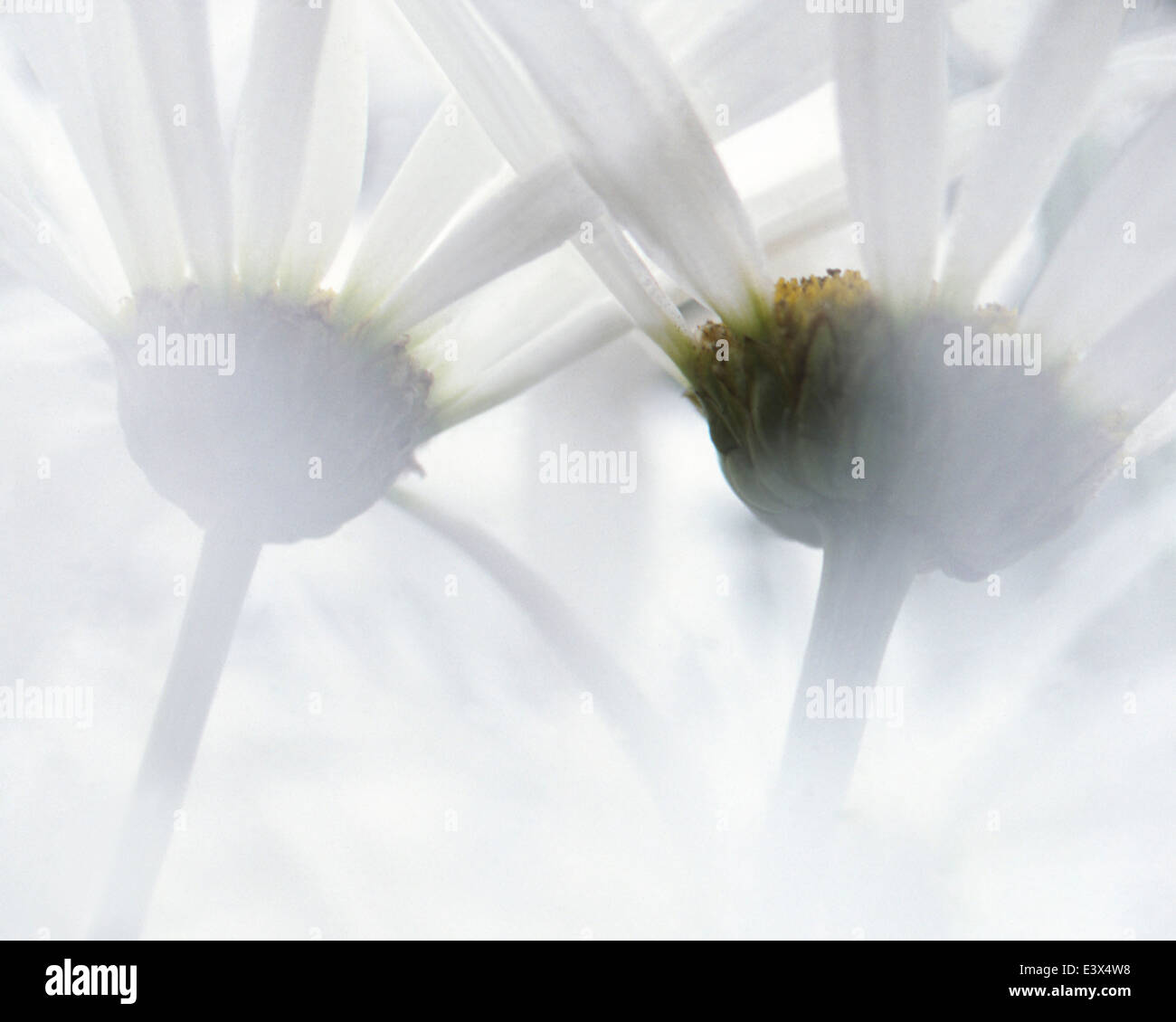 USA, Washington, Gifford Pinchot National Forest, Oxeye Daisy Banque D'Images