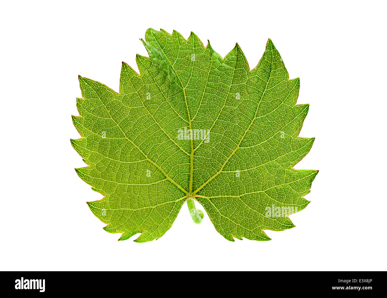 Grape leaf isolé sur fond blanc Banque D'Images Grape leaf isolé sur fond blanc Banque D'Images
