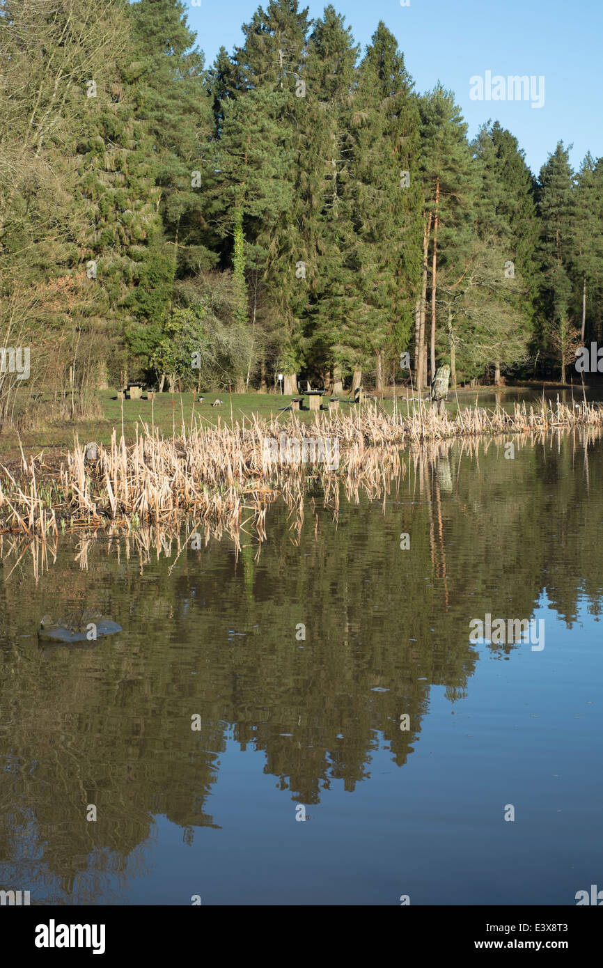 Mallard Pike Lake dans la forêt de Dean Banque D'Images