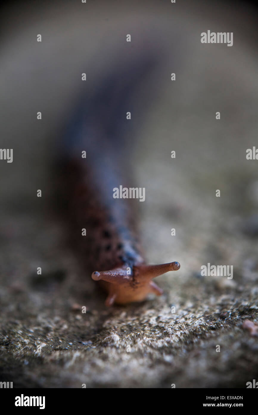 Slug ... très faible profondeur de champ avec l'accent sur les limaces yeux Banque D'Images