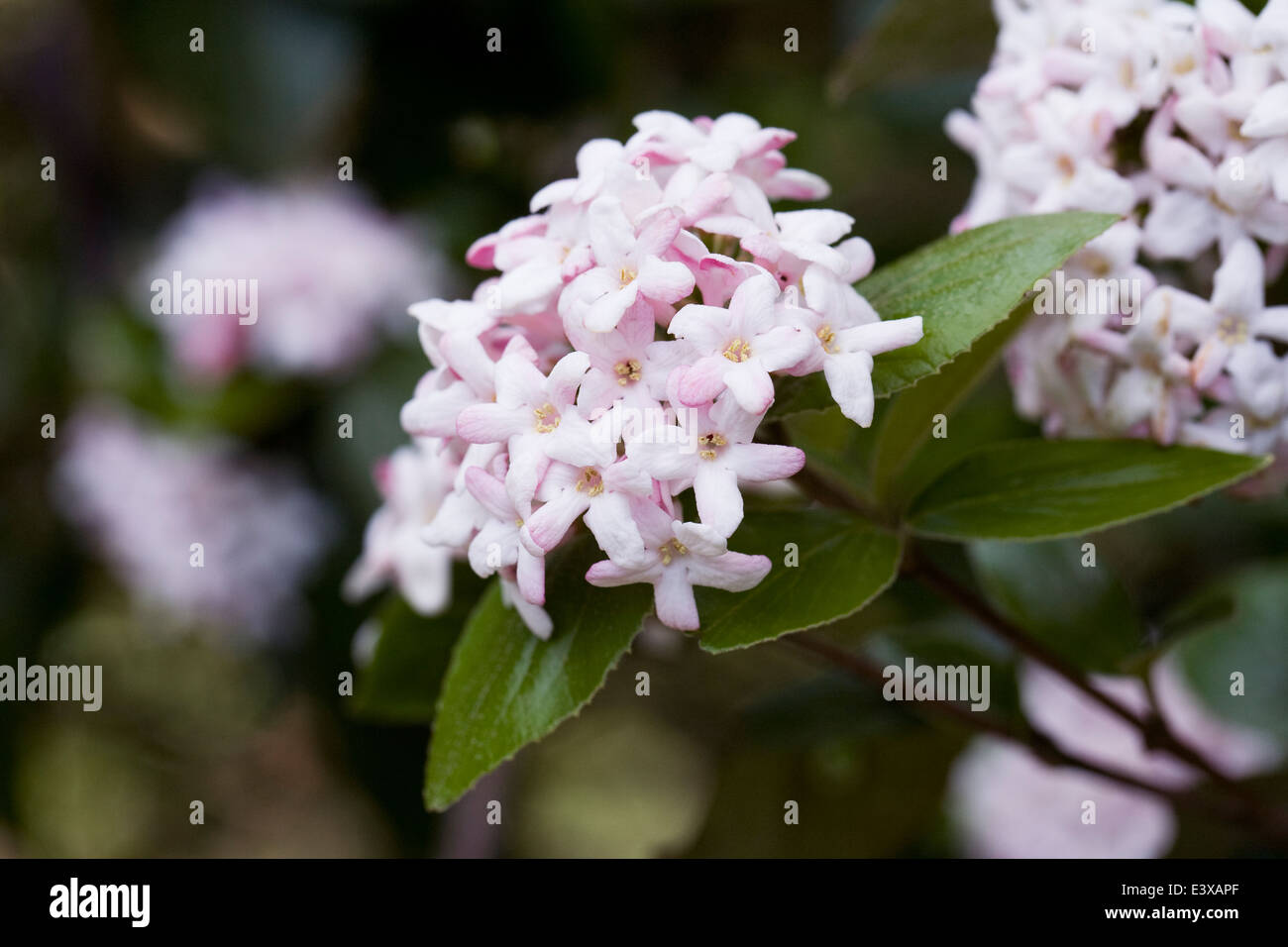 Viburnum × burkwoodii 'Mowhawk'. Banque D'Images