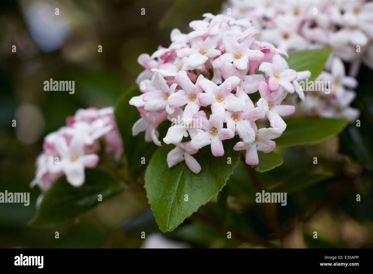 Viburnum × burkwoodii 'Mowhawk'. Banque D'Images