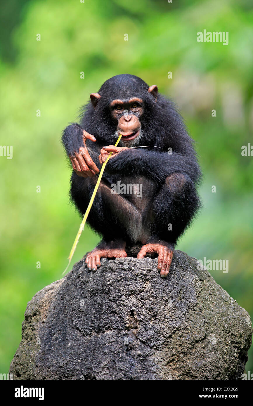 Chimpanzé (Pan troglodytes), les jeunes, perché sur un rocher, l'alimentation, originaire d'Afrique, capive, Singapour Banque D'Images