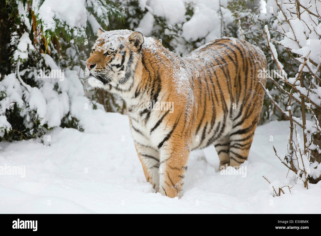 Tigre de Sibérie ou tigre de l'amour (Panthera tigris altaica), debout dans la neige, captive, Saxe, Allemagne Banque D'Images