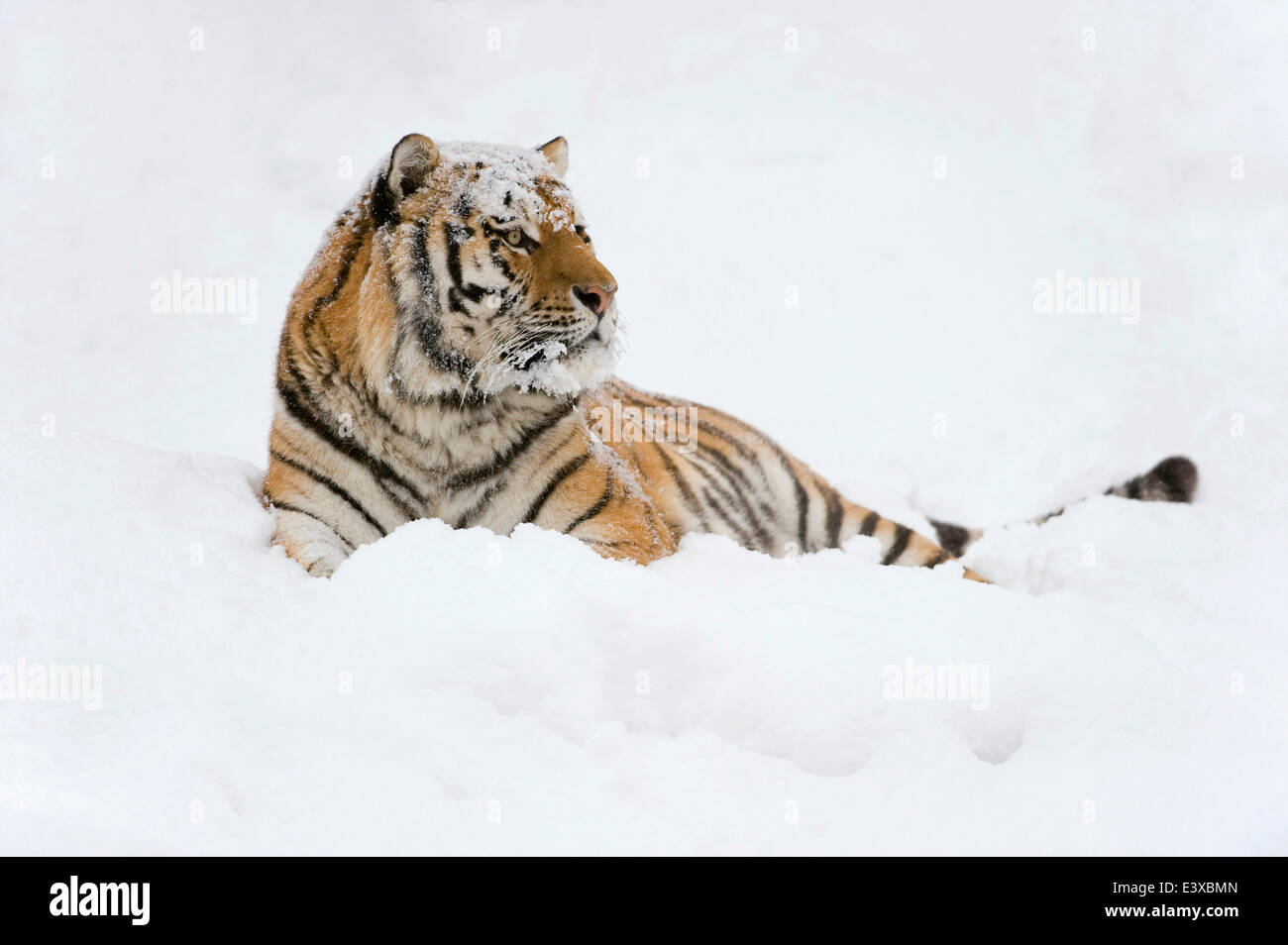Tigre de Sibérie ou tigre de l'amour (Panthera tigris altaica), couché dans la neige, captive, Saxe, Allemagne Banque D'Images
