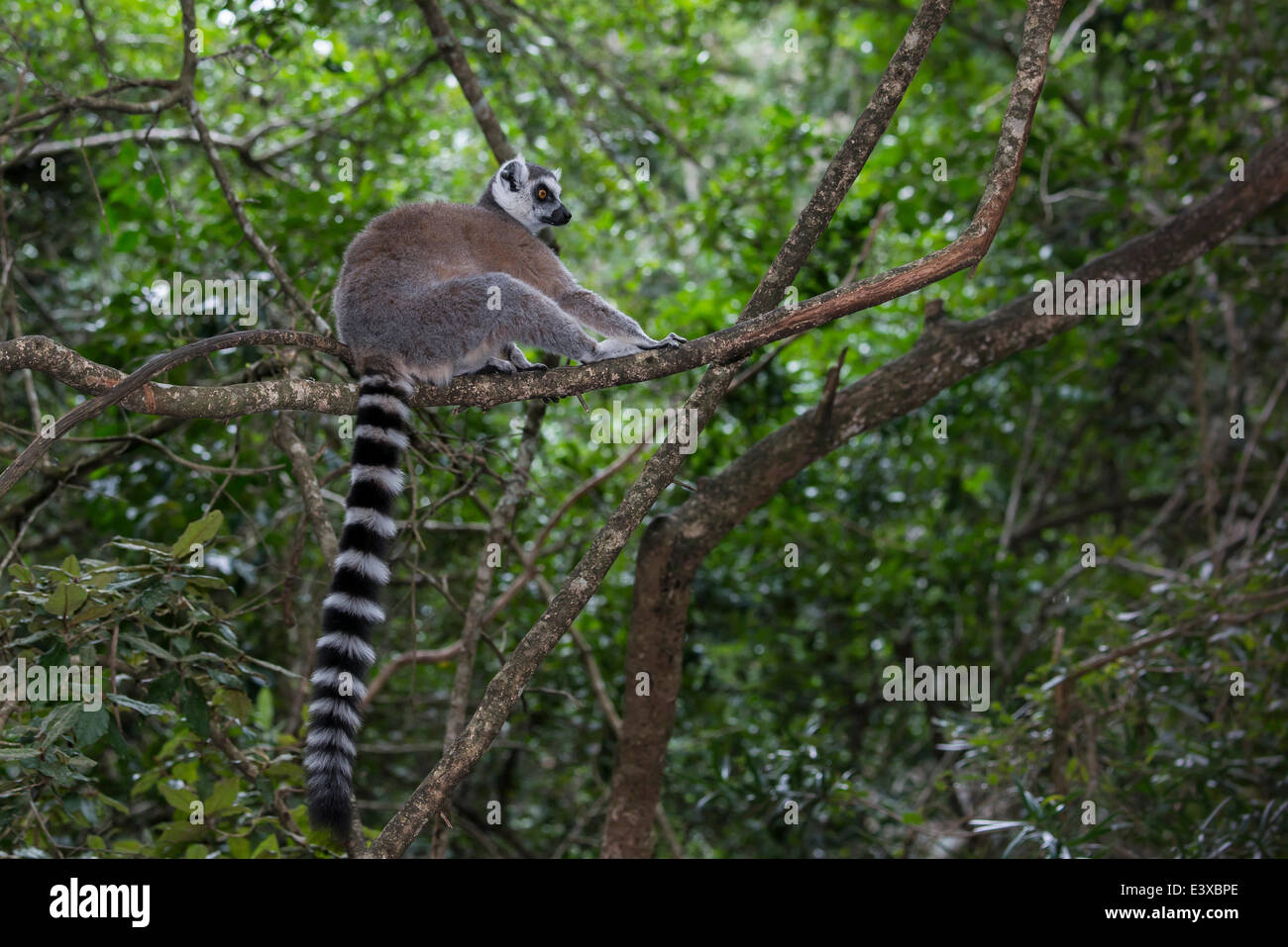 Untitled Document (Lemur catta), captive, Province de Western Cape, Afrique du Sud Banque D'Images