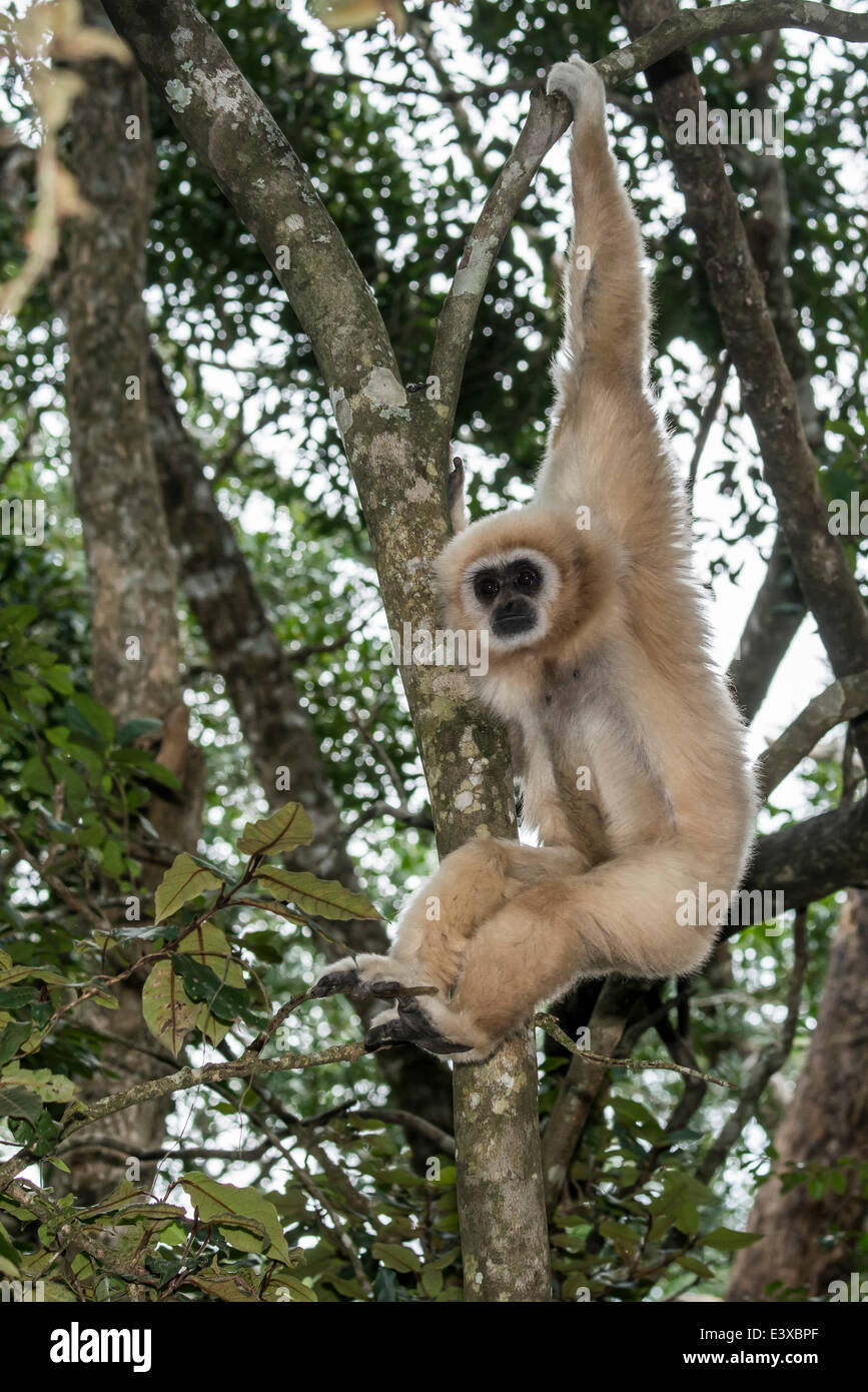 White-remis Gibbon (Hylobates lar) accroché dans un arbre, captive, Province de Western Cape, Afrique du Sud Banque D'Images