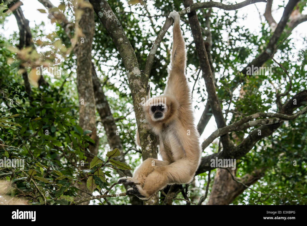 White-remis Gibbon (Hylobates lar) accroché dans un arbre, captive, Province de Western Cape, Afrique du Sud Banque D'Images