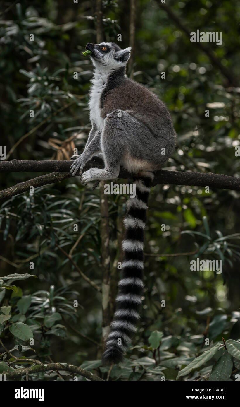 Untitled Document (Lemur catta), captive, Province de Western Cape, Afrique du Sud Banque D'Images