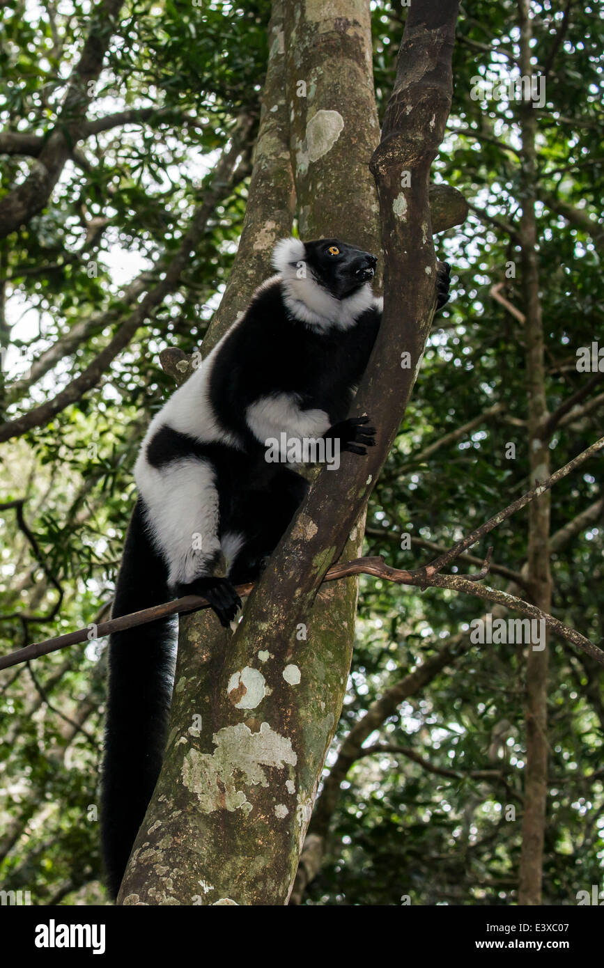Noir et blanc de la Gélinotte Lemur (Le Varecia variegata), captive, Province de Western Cape, Afrique du Sud Banque D'Images